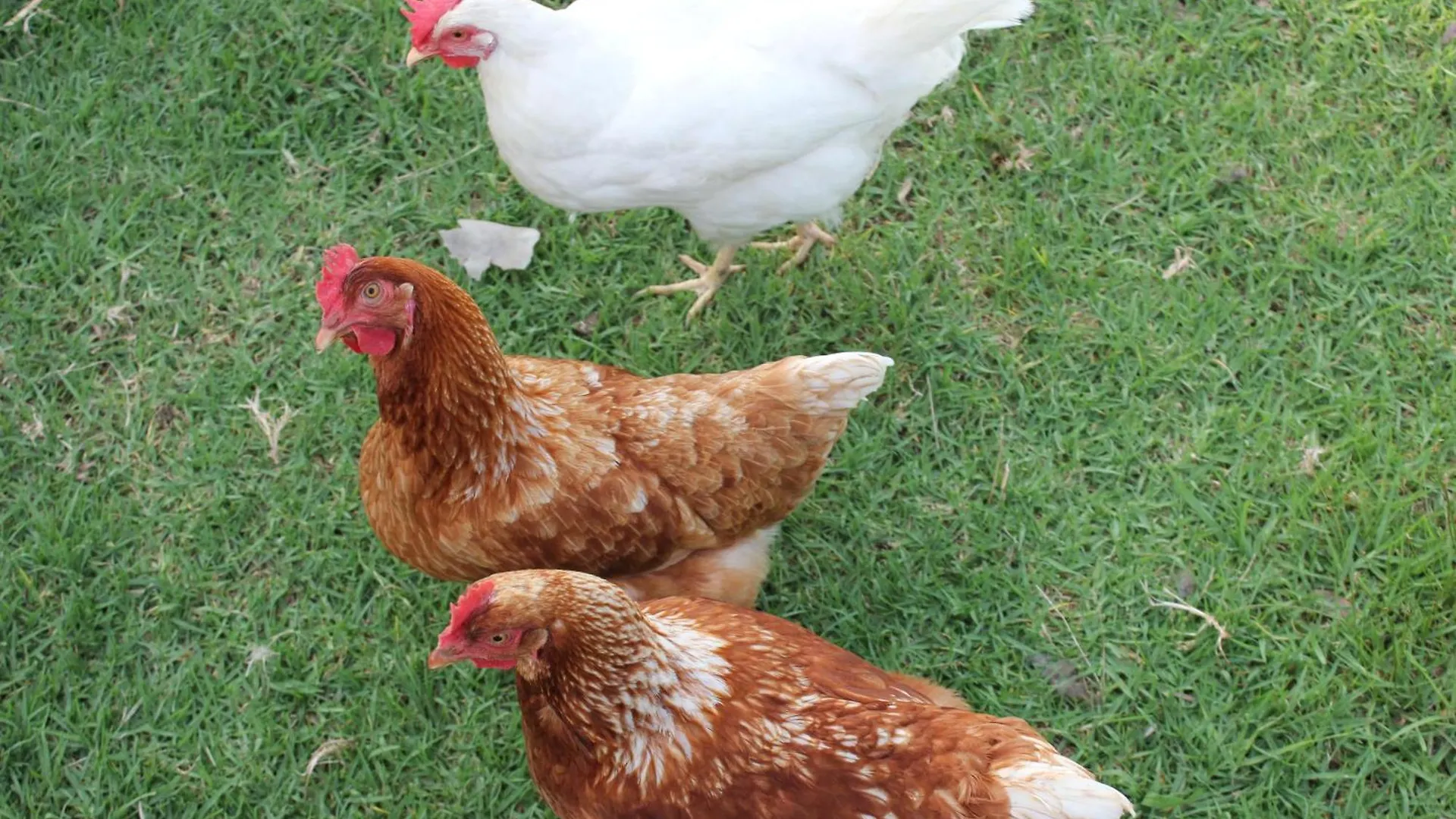Bryn Glas Farm Stay Moruya 0*,  Australia
