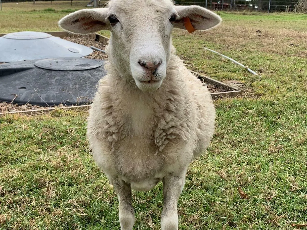Bryn Glas Farm Stay Moruya